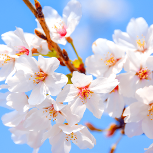 MCTRL660 PRO - Görsel 2