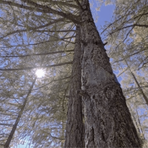 MCTRL 4K - Görsel 2