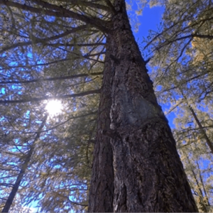 MCTRL 4K - Görsel 3